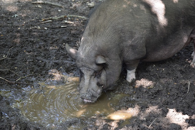 在比赛中的 在比赛中的